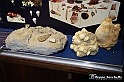 VBS_9034 - Museo Paleontologico - Asti
